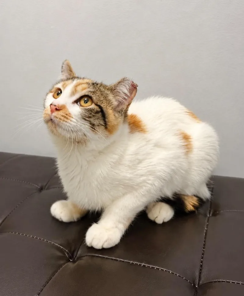 A baby medium-sized female Domestic Short Hair cat named Murphee for adoption in Fort Lupton, CO