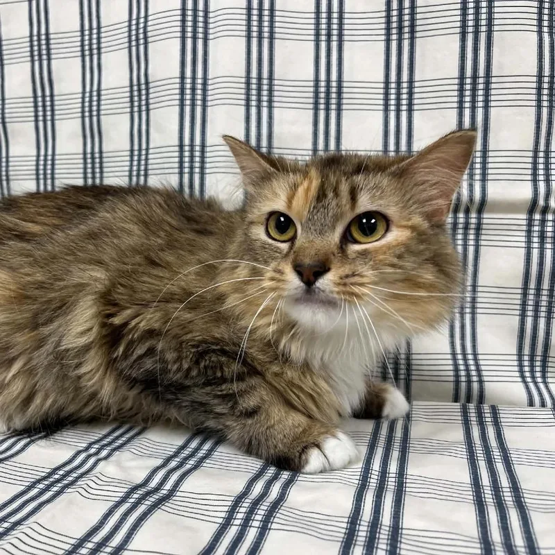 An adult medium-sized female Calico Domestic Medium Hair cat named Eulalie for adoption in Lyndhurst, VA