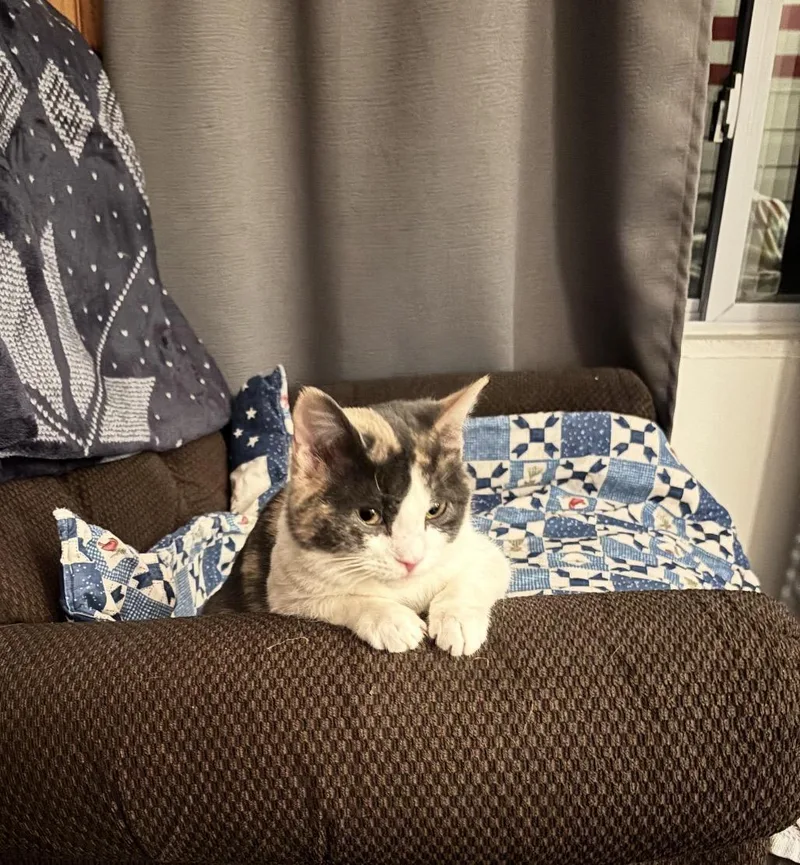 A baby small-sized female Dilute Calico Domestic Short Hair cat named Baby for adoption in OLEAN, NY