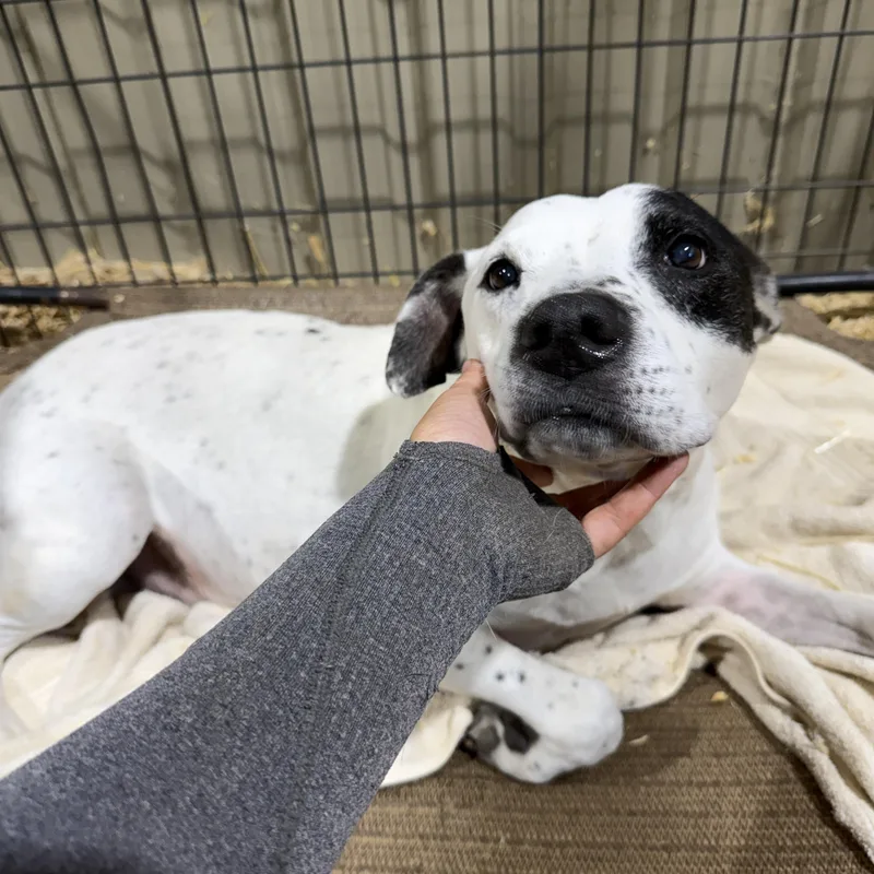 A senior medium-sized male Pit Bull Terrier dog named Petey for adoption in Seguin, TX
