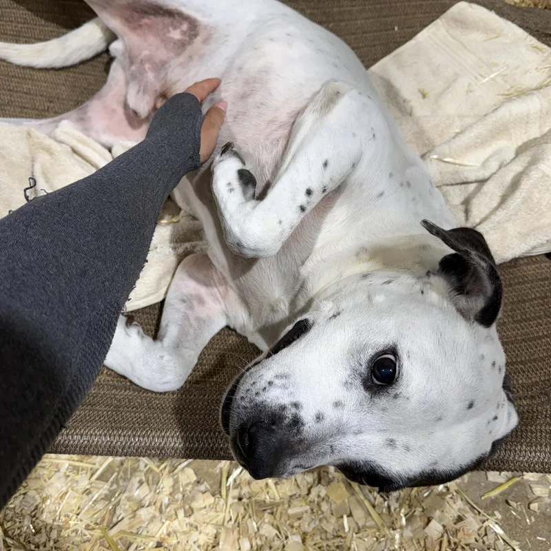 Petey thumbnail 2