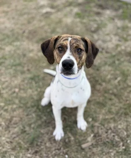 A young medium-sized female Beagle dog named Beezus for adoption in Knoxville, TN