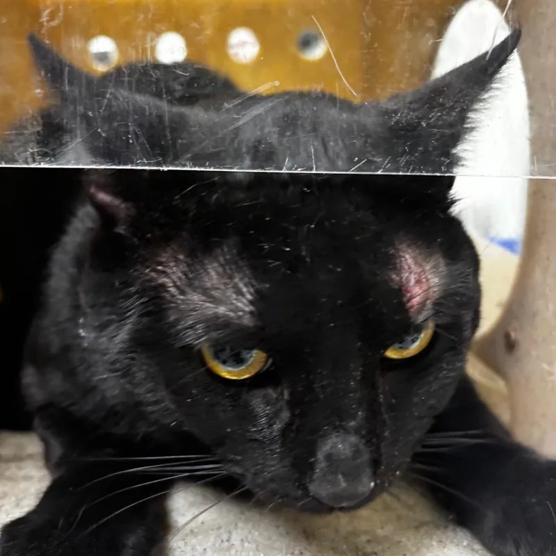 An adult large-sized male Black Domestic Short Hair cat named Saber Tooth for adoption in Philadelphia, PA