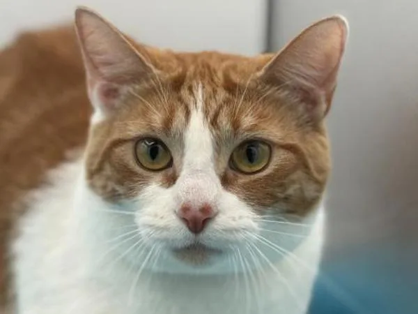 An adult small-sized female Domestic Short Hair cat named Lana for adoption in Portland, OR