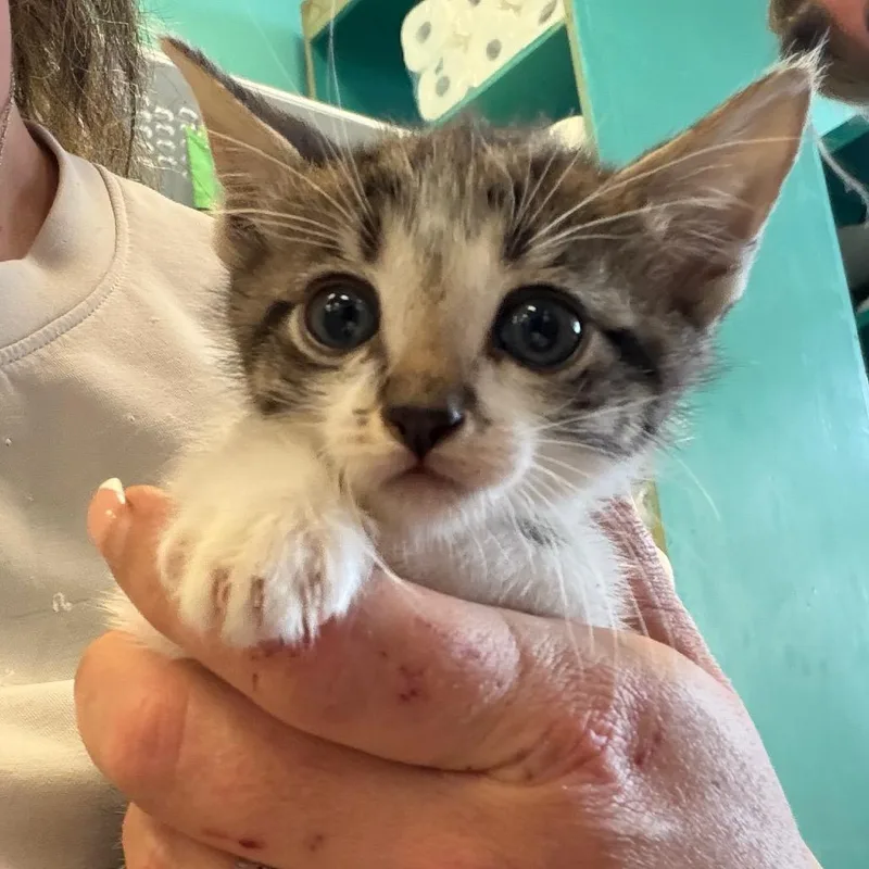 A baby small-sized male Brown / Chocolate Domestic Short Hair cat named Marsmallow for adoption in Lake Jackson, TX