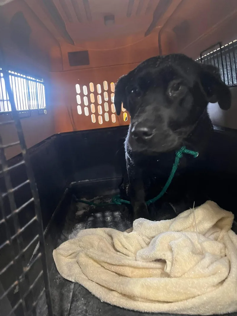 Scarlett thumbnail 2