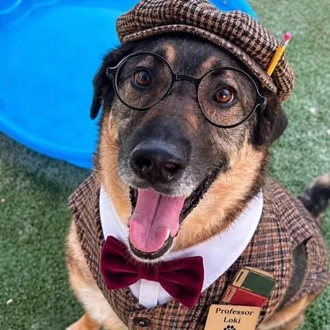 An adult large-sized male German Shepherd Dog named Loki for adoption in Center Point, TX