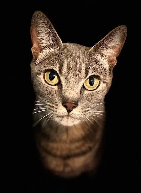 An adult medium-sized female Gray / Blue / Silver Domestic Short Hair cat named Cape Canaveral for adoption in Duxbury, MA