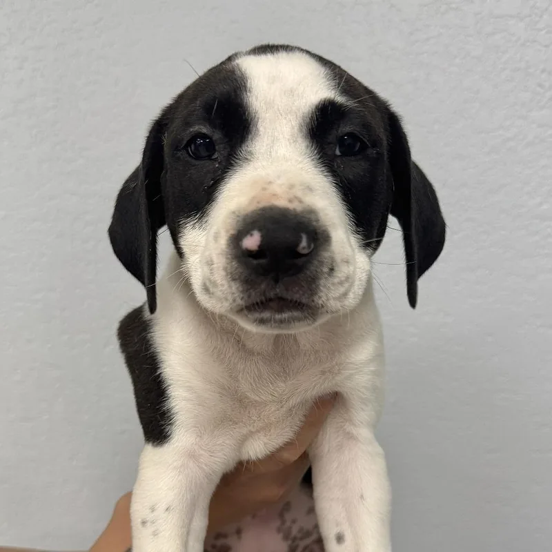 A baby small-sized female Black American Bulldog dog named Posie for adoption in Waco, TX