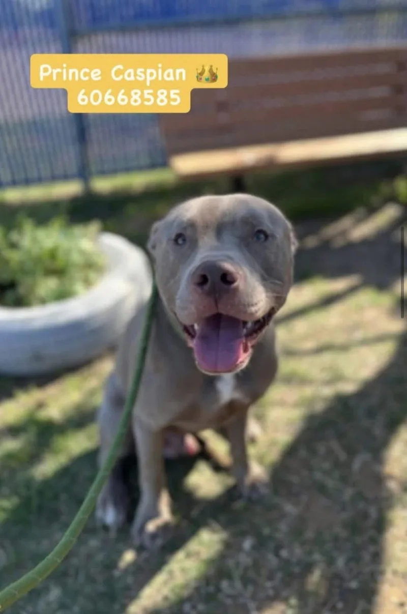 A young large-sized male Pit Bull Terrier dog named Cale for adoption in Littleton, CO