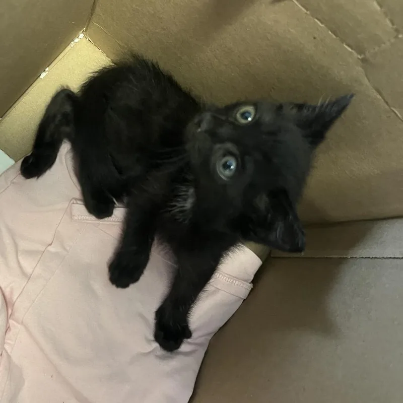 A baby small-sized male Black Domestic Medium Hair cat named Wave for adoption in Greensboro, NC