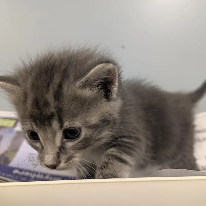 A baby small-sized female Gray / Blue / Silver Domestic Long Hair cat named Smokie for adoption in Columbia, MO