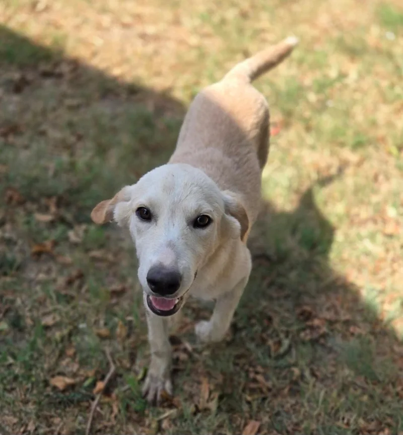 A young medium-sized male Labrador Retriever dog named Pancake for adoption in Milwaukee, WI