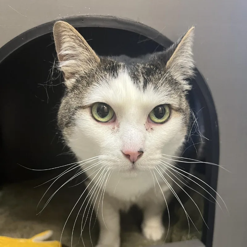 A senior extra large-sized female Brown / Chocolate Domestic Short Hair cat named Nila for adoption in Tacoma, WA