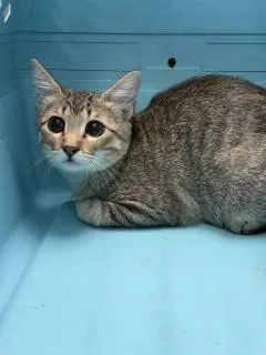A young medium-sized female Domestic Short Hair cat named Potato for adoption in Allen, TX
