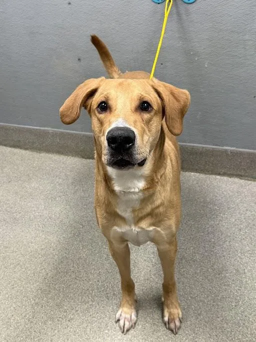 An adult large-sized male Great Dane dog named Amos for adoption in Las Vegas, NV