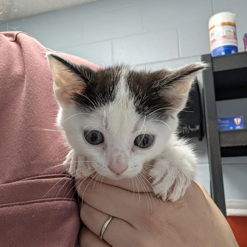 A baby small-sized female Domestic Short Hair cat named Camphor for adoption in Indianapolis, IN