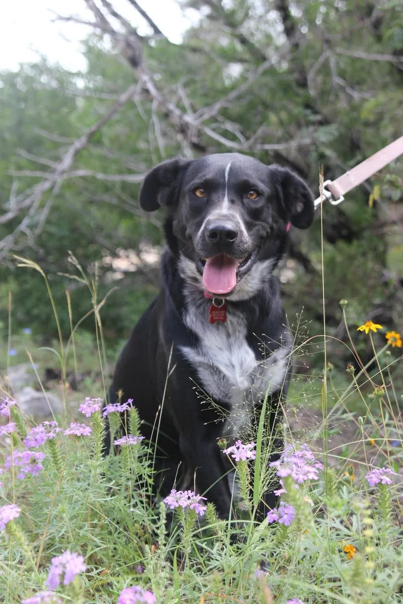 A young medium-sized female Black Labrador Retriever dog named Cookie for adoption in Seguin, TX