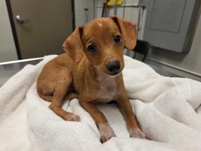 A baby small-sized female Chihuahua dog named Tootsie for adoption in Ontario, CA