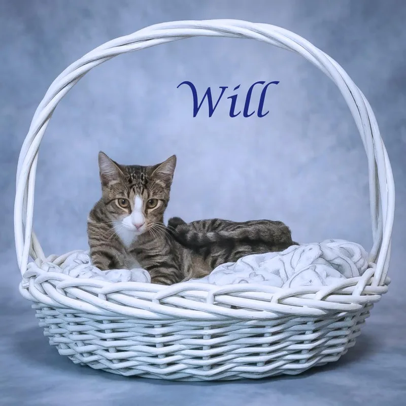 A young medium-sized male Brown / Chocolate Domestic Short Hair cat named Will C for adoption in Lebanon, TN