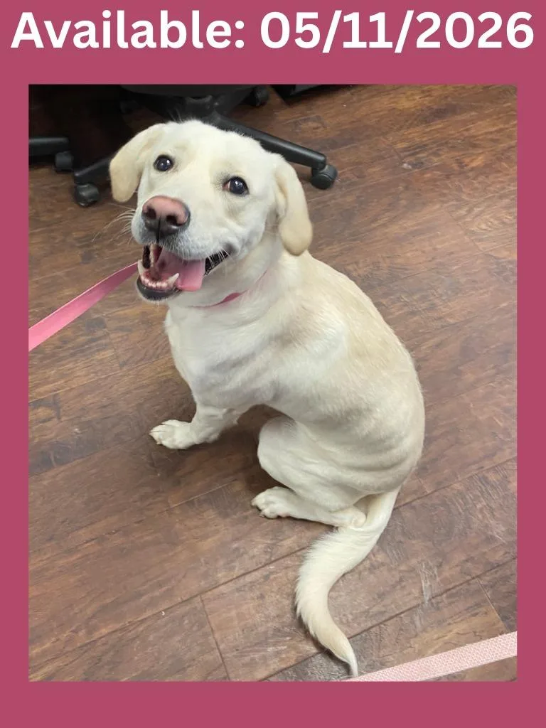 A young large-sized female Labrador Retriever dog named Dog Kennel  Marley for adoption in Greenville, TX