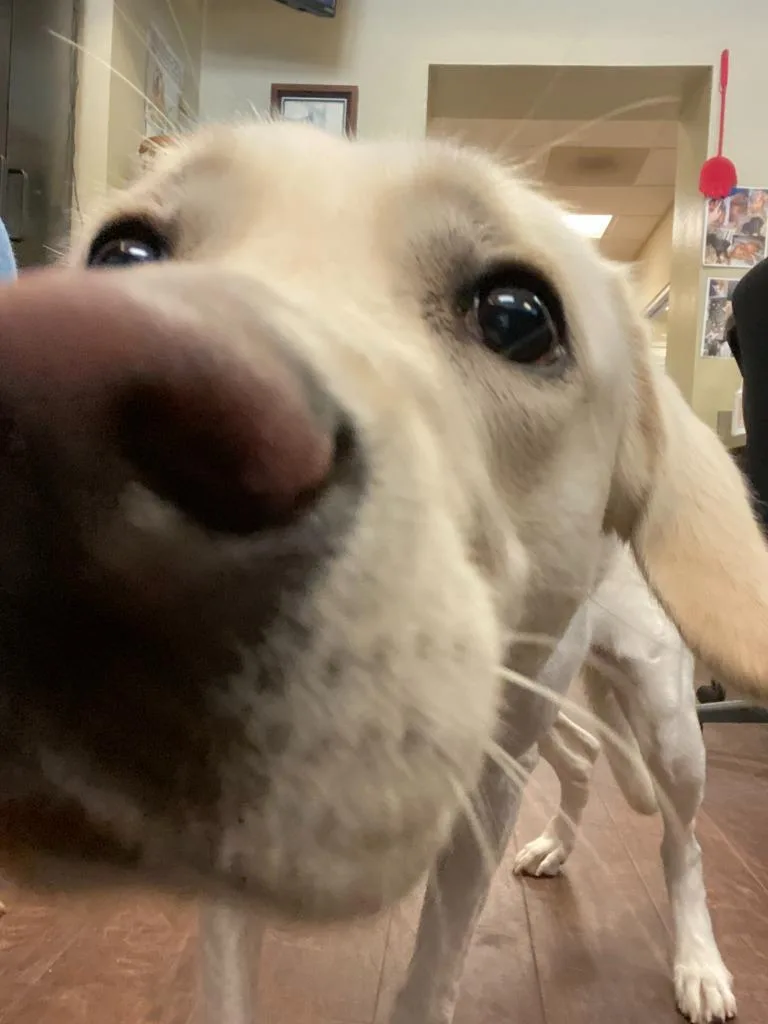 Dog Kennel  Marley thumbnail 2