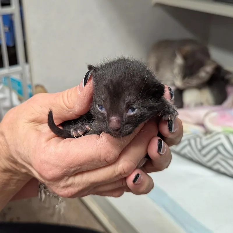 Chunkette thumbnail 2