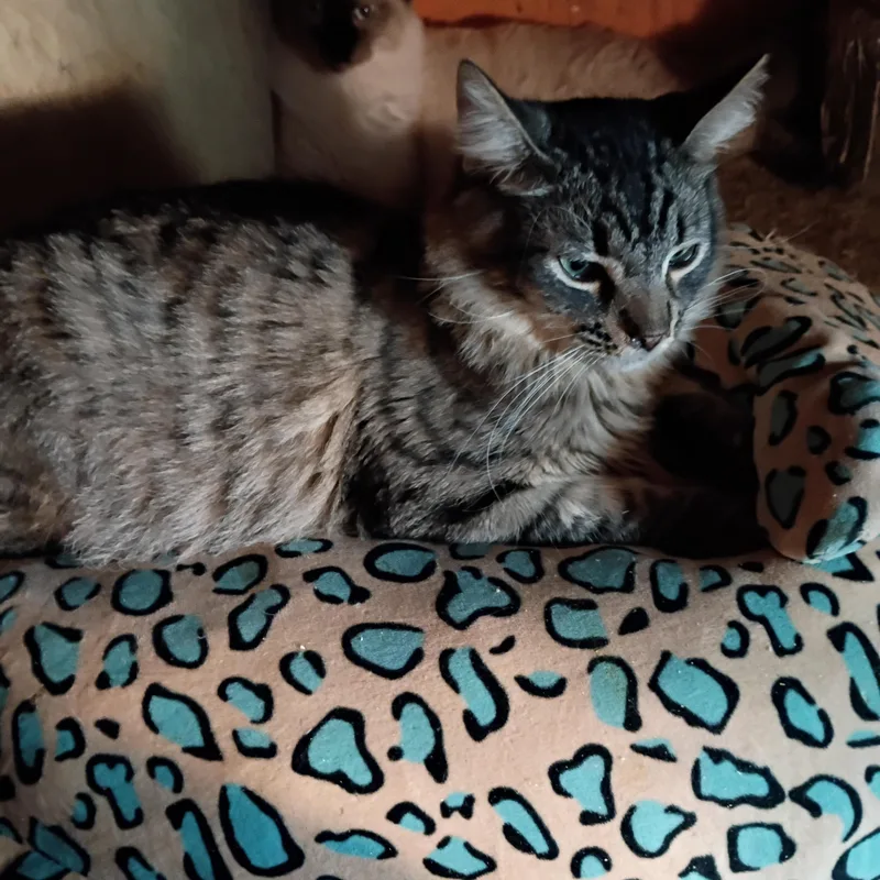 A young medium-sized male Tabby cat named Archibald for adoption in Panorama City, CA