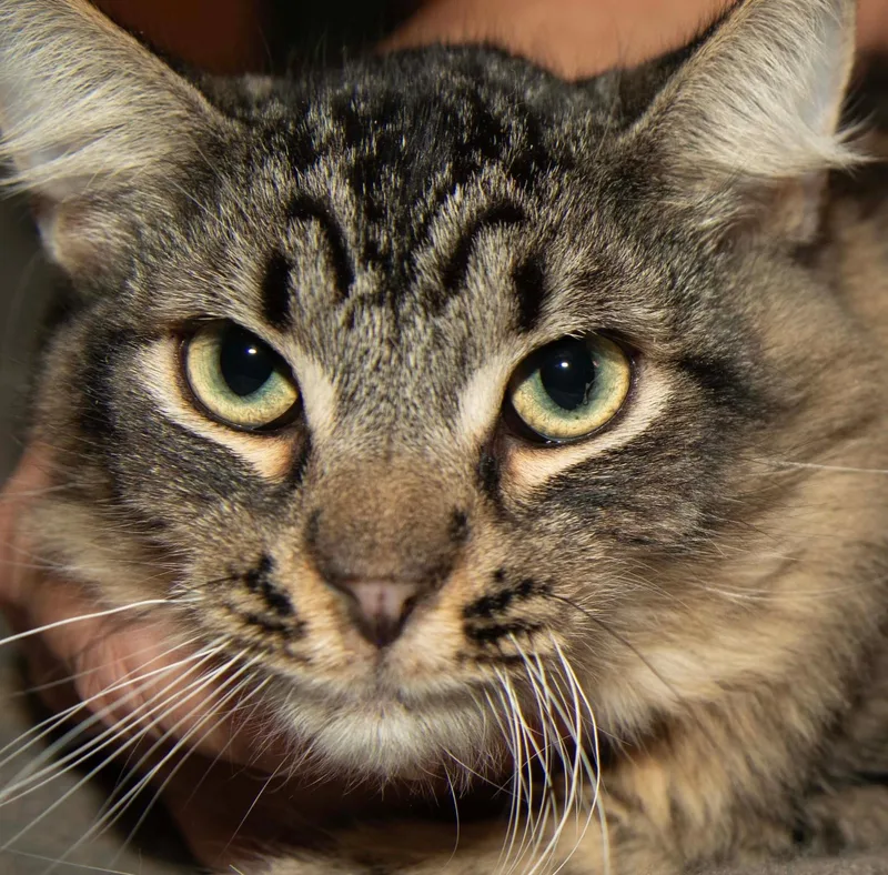 Archibald thumbnail 3
