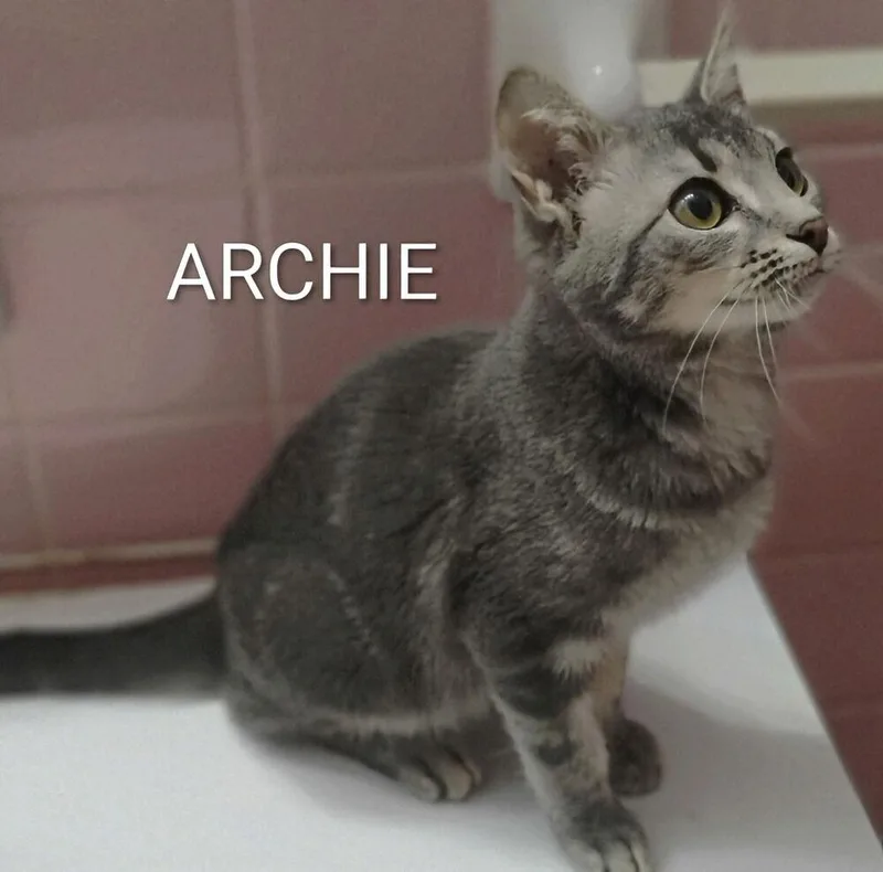 A baby small-sized male Domestic Short Hair cat named Archie for adoption in Groveland, MA