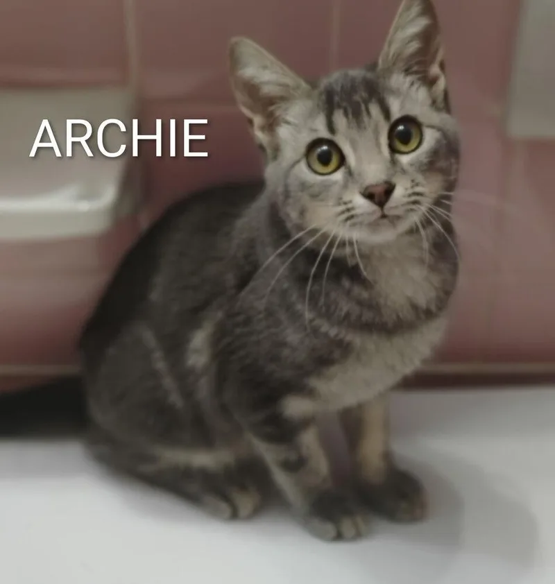 Archie thumbnail 2