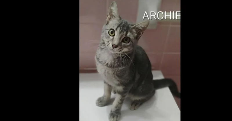 Archie thumbnail 3