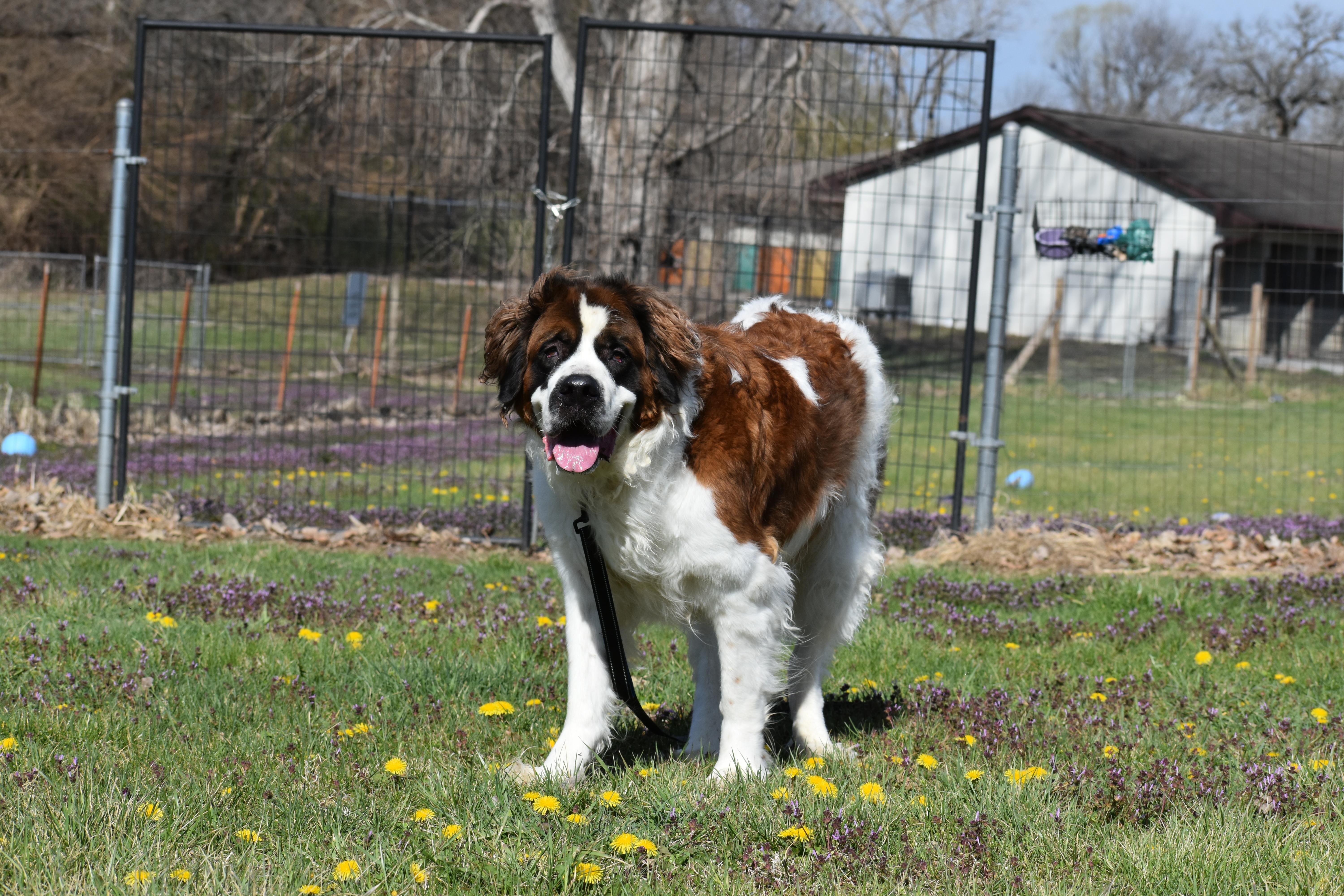 King Alaric thumbnail 2