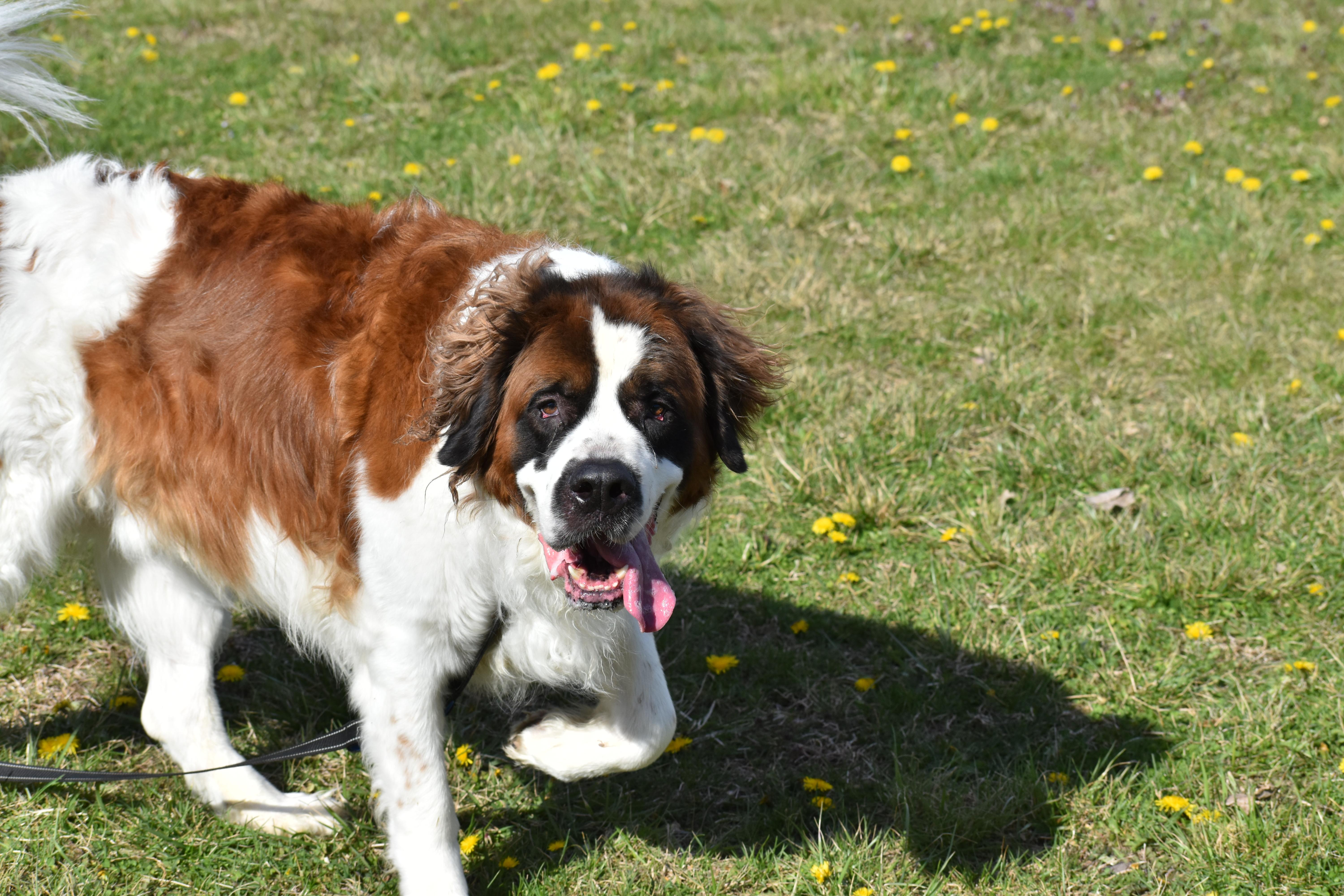 King Alaric thumbnail 3