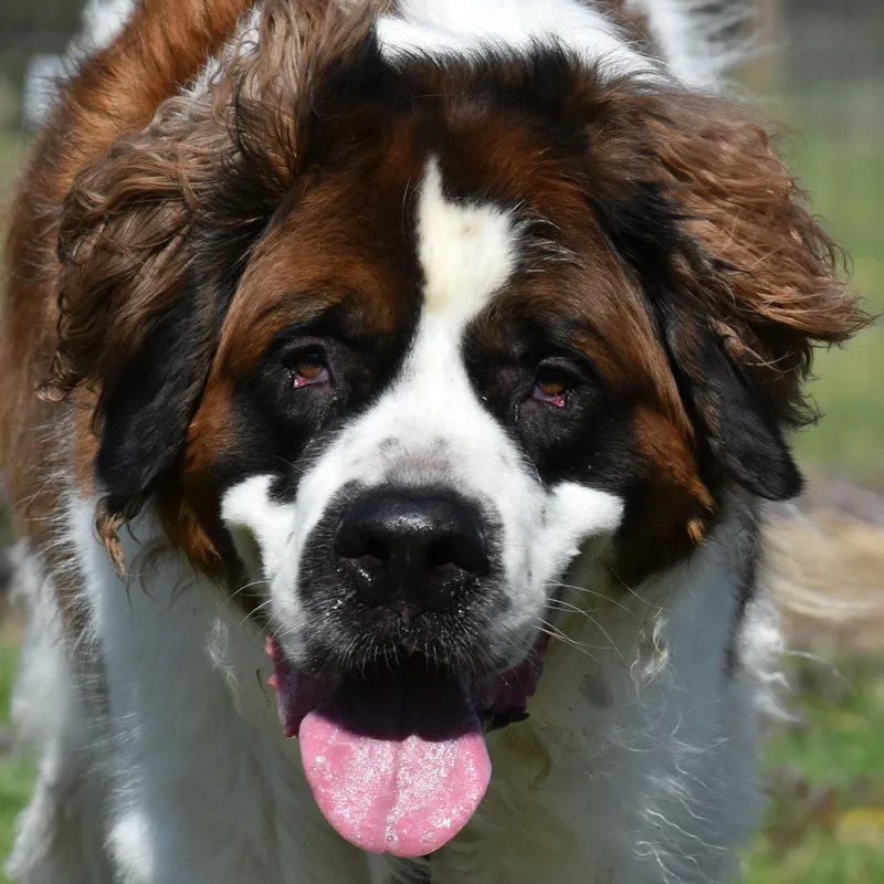 An adult extra large-sized male Saint Bernard dog named King Alaric for adoption in Auburn, NE