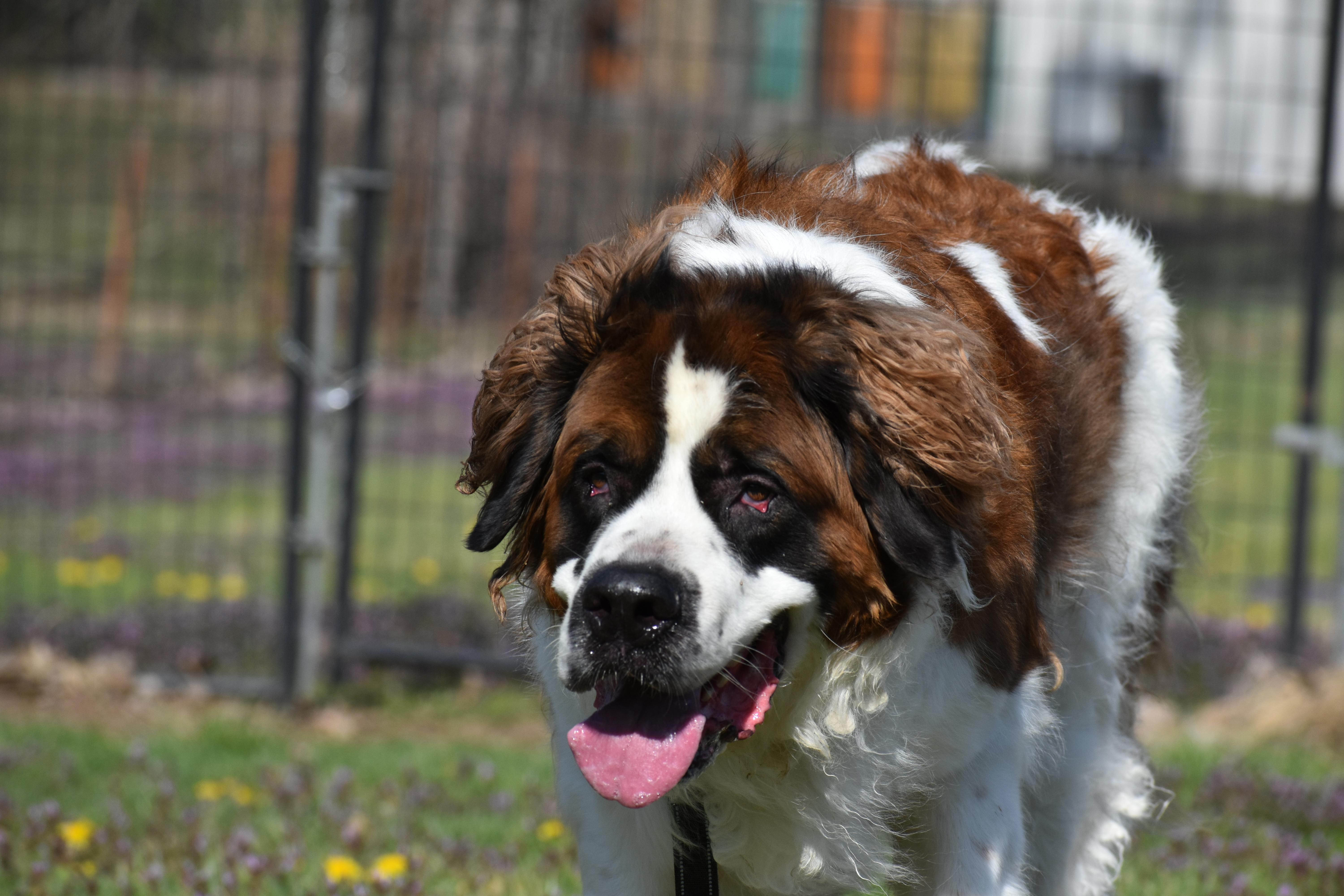 King Alaric thumbnail 4