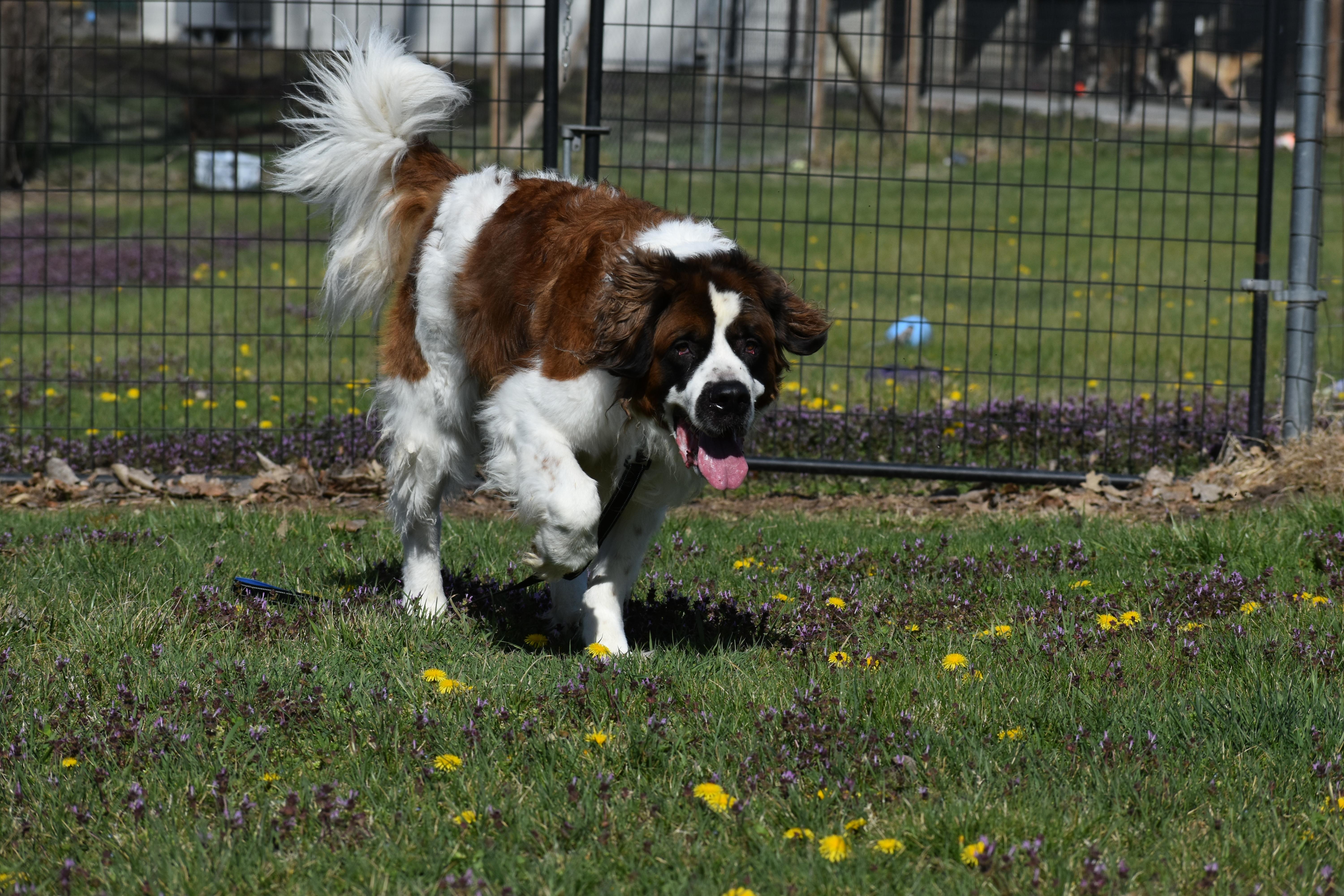 King Alaric thumbnail 5