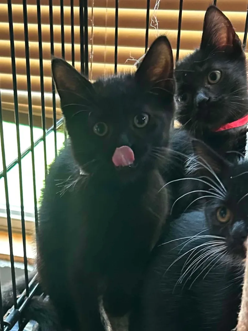 A baby medium-sized male Black Domestic Short Hair cat named Grumpy for adoption in hinckley, IL