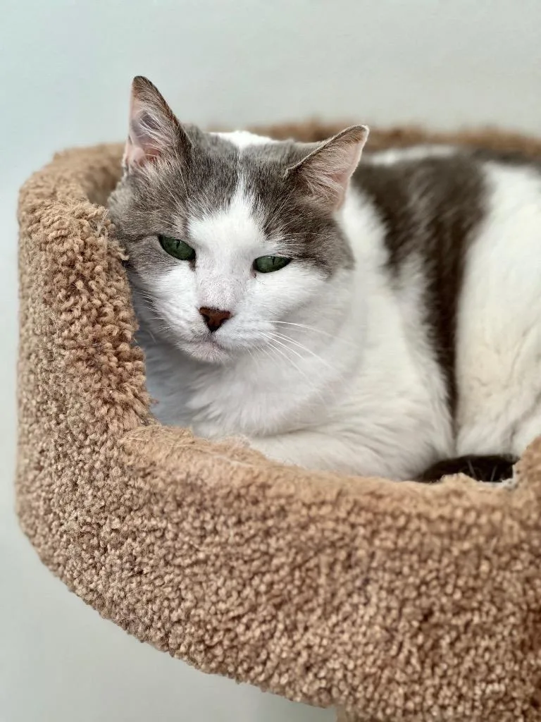 A senior medium-sized female Domestic Short Hair cat named Amelia for adoption in Cumberland, ME