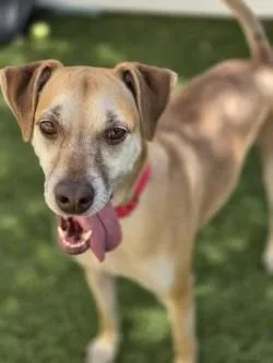 An adult small-sized male Mixed Breed dog named Trey for adoption in Savannah, GA