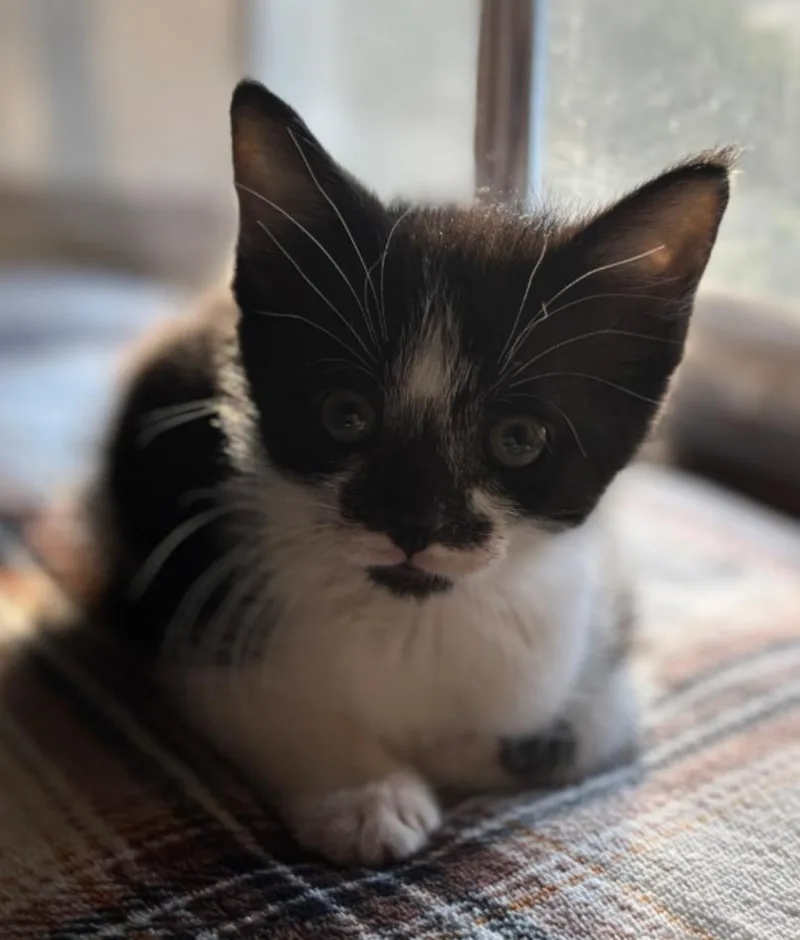 A baby medium-sized female Tuxedo cat named Spicy for adoption in Carroll, OH