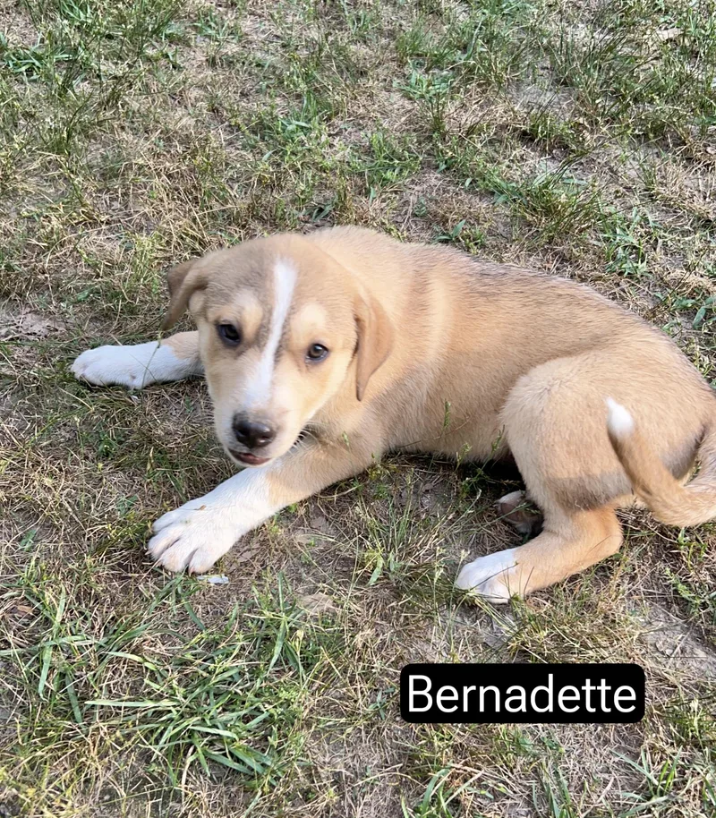 Bernadette