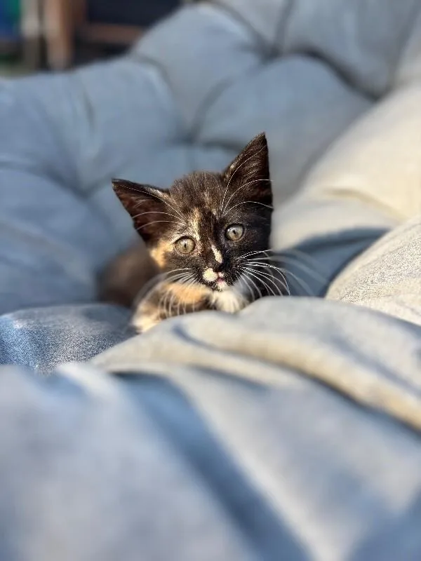 A young small-sized female Black & White / Tuxedo Domestic Short Hair cat named Saturn for adoption in Cincinnati, OH