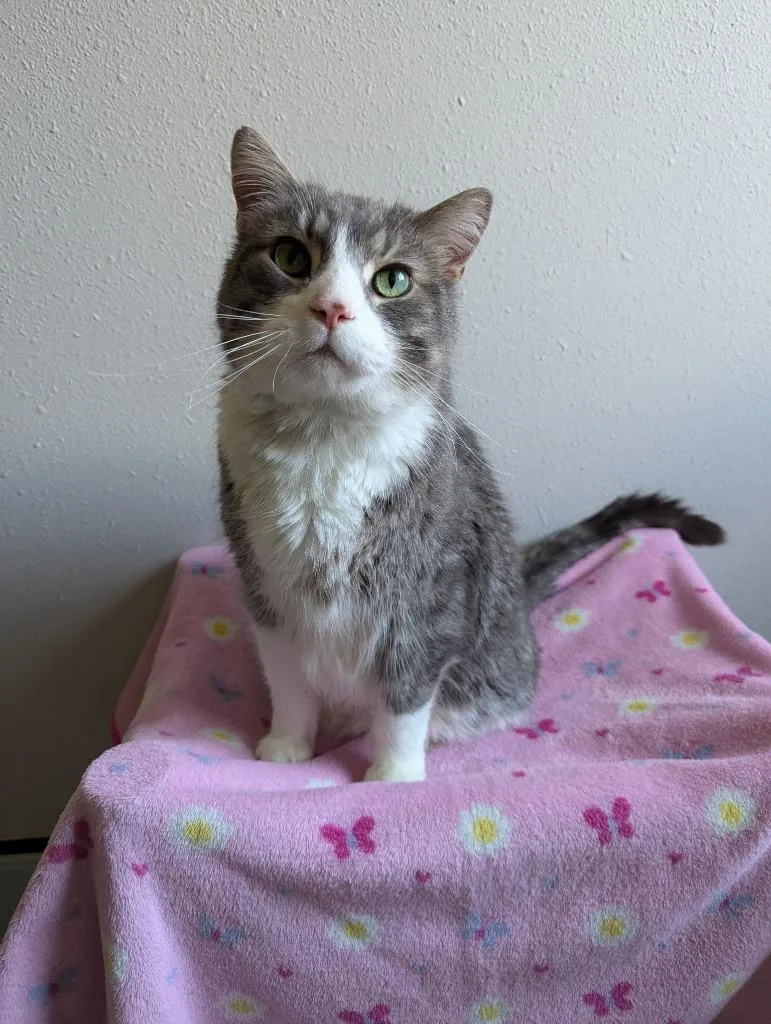 A senior large-sized male Domestic Medium Hair cat named Kohler for adoption in Barron, WI