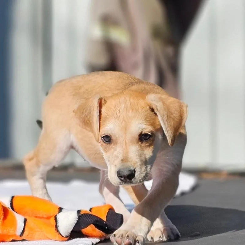 A baby medium-sized female Labrador Retriever dog named Kia for adoption in Cleveland, TX
