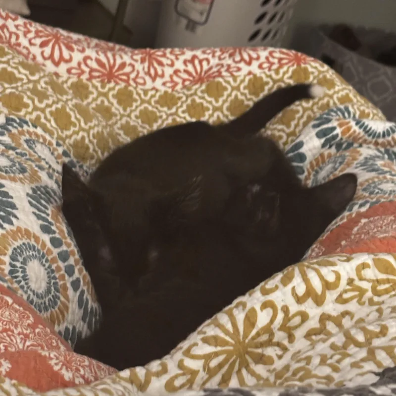 A baby medium-sized male Black Domestic Short Hair cat named Chuck for adoption in Greensboro, GA