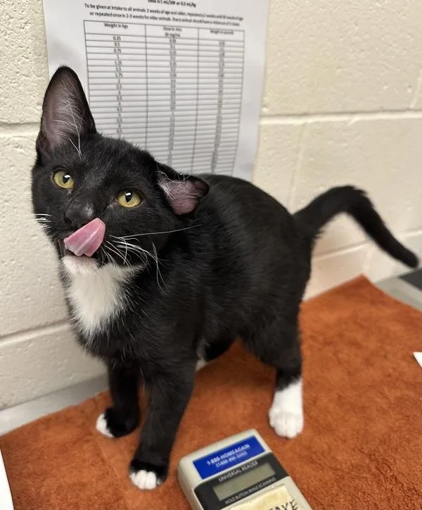 A young small-sized male Domestic Short Hair cat named Chowder for adoption in Santa Rosa, CA