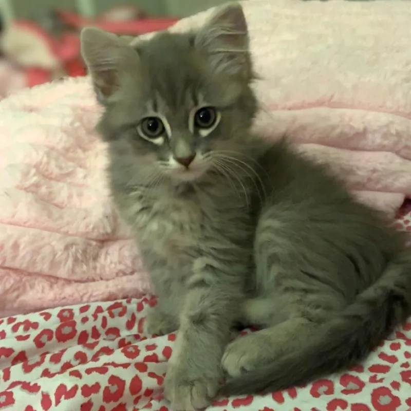 A baby large-sized male Gray / Blue / Silver Ragamuffin cat named Gojo for adoption in Allen, TX