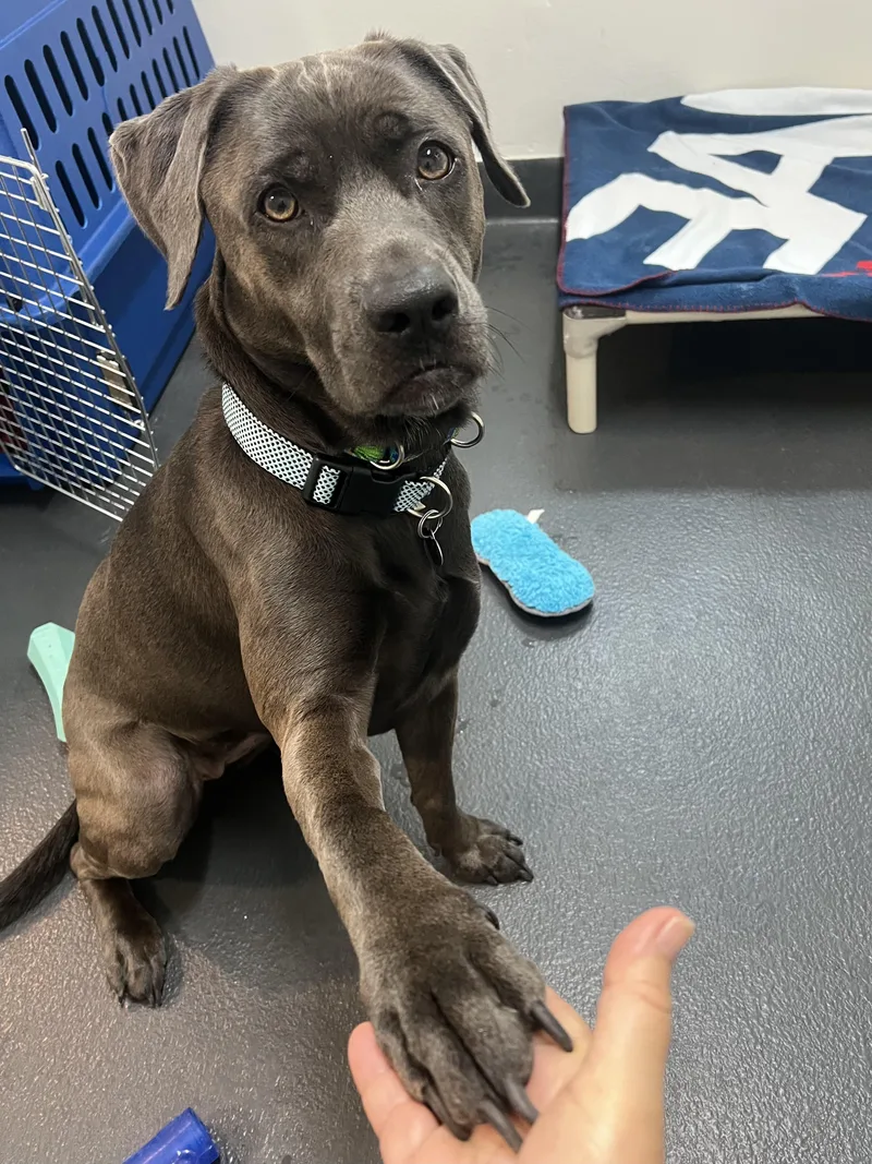 Nova