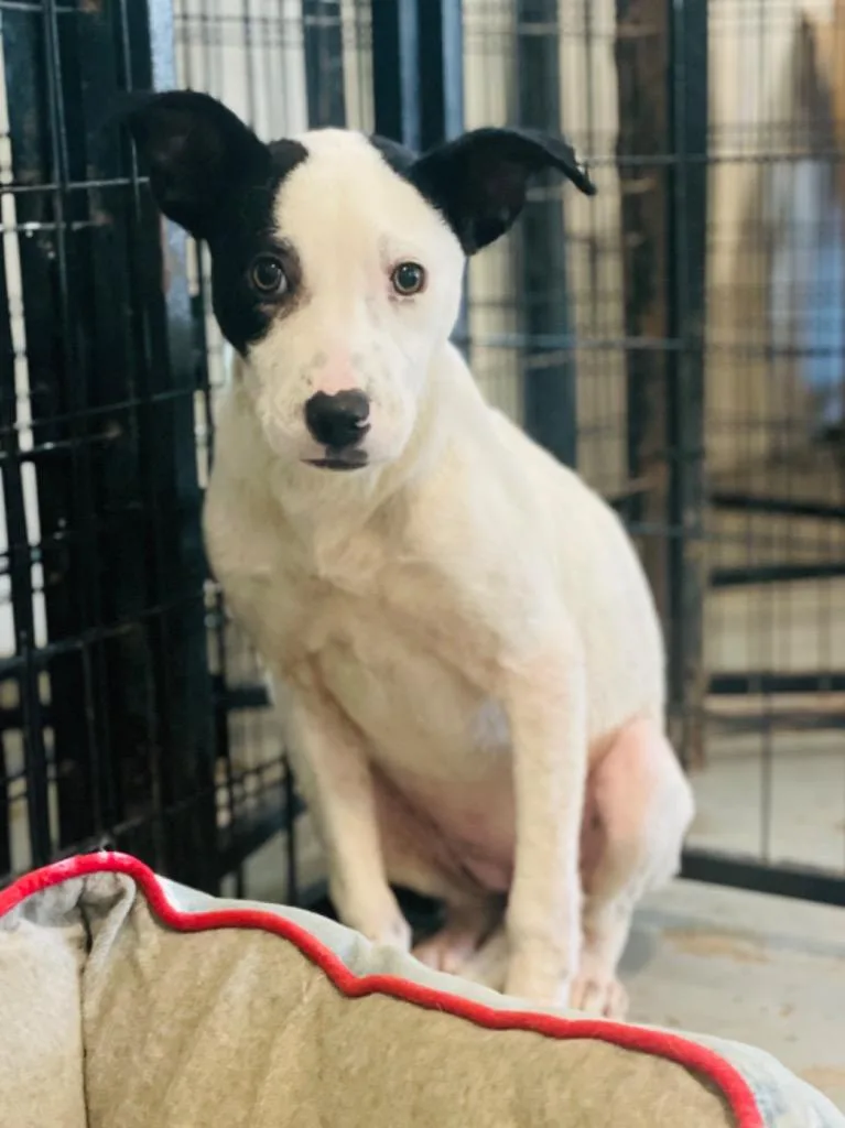 An adult medium-sized female Mixed Breed dog named Ayesha for adoption in St. Augustine, FL